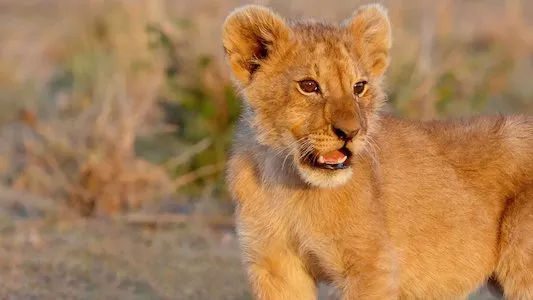 Image LION 1