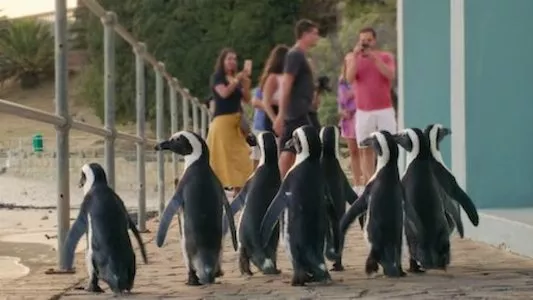 Image Colonia Pinguinos (Penguin Town) 6