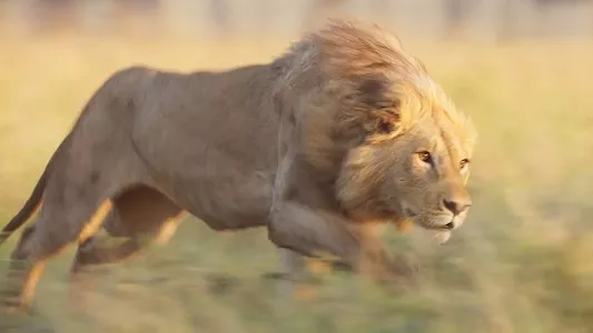 Image LION 4
