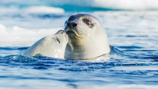 Image Planeta helado II (Frozen Planet II) 2