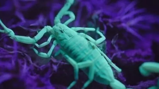 Image Alien Worlds 2